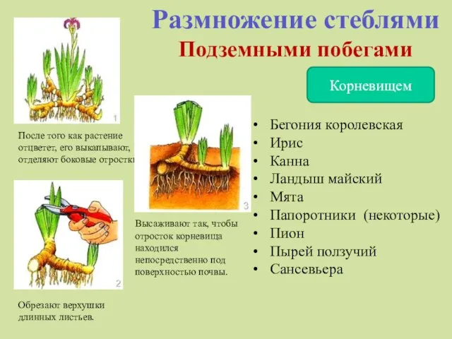 Размножение стеблями Подземными побегами Корневищем После того как растение отцветет, его