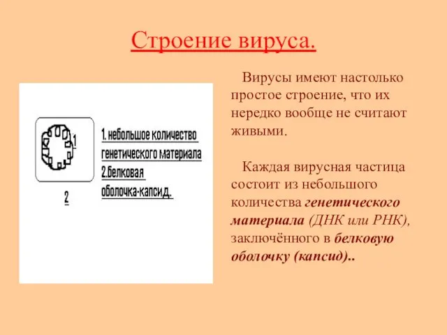 Строение вируса. Вирусы имеют настолько простое строение, что их нередко вообще