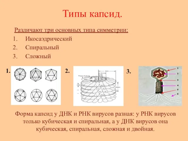 Типы капсид. Различают три основных типа симметрии: Икосаэдрический Спиральный Сложный 1.