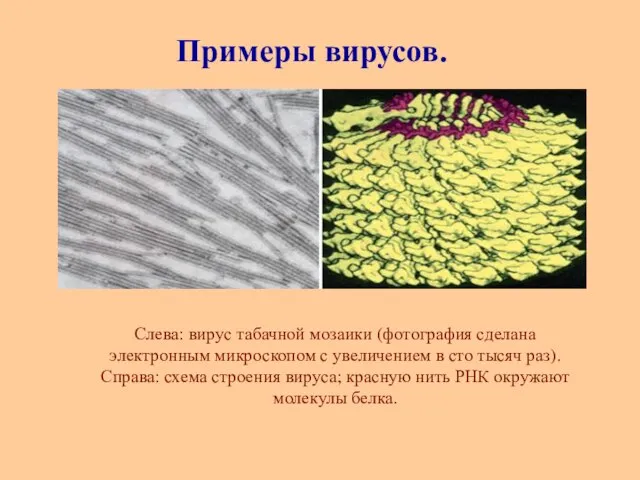 Слева: вирус табачной мозаики (фотография сделана электронным микроскопом с увеличением в