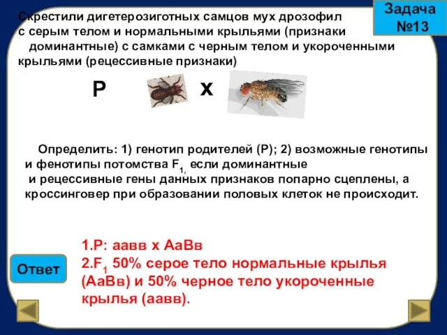 Задача №13 Скрестили дигетерозиготных самцов мух дрозофил с серым телом и