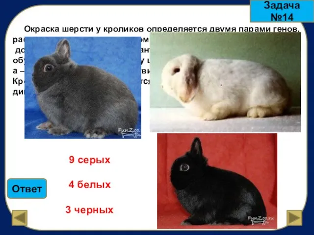 Окраска шерсти у кроликов определяется двумя парами генов, расположенных в разных