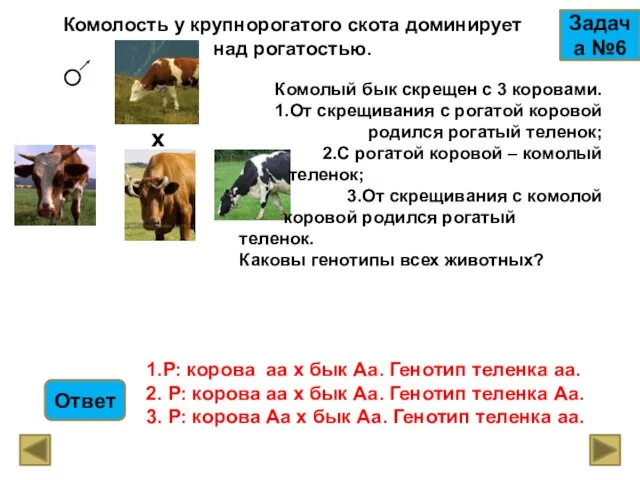 Комолость у крупнорогатого скота доминирует над рогатостью. Задача №6 х Комолый