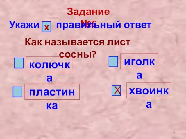 Задание №6 Укажи правильный ответ х Как называется лист сосны? колючка пластинка иголка хвоинка Х