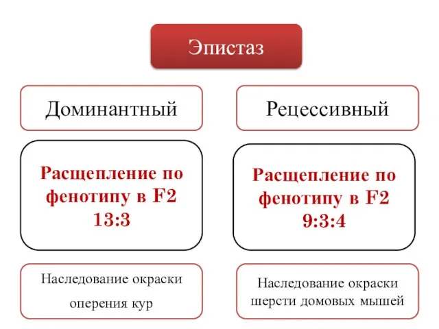 Эпистаз Доминантный Рецессивный Расщепление по фенотипу в F2 13:3 Расщепление по