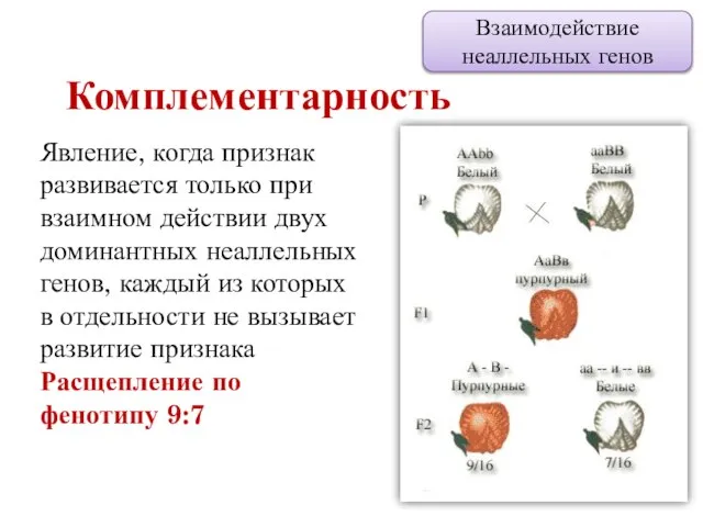 Комплементарность Взаимодействие неаллельных генов Явление, когда признак развивается только при взаимном