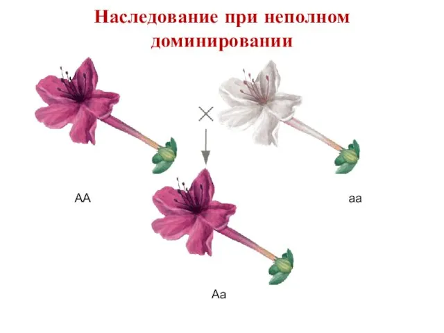 АА аа Аа Наследование при неполном доминировании