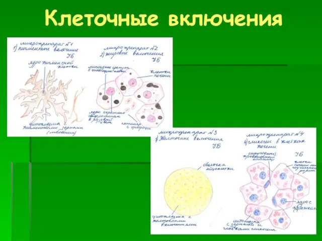 Клеточные включения