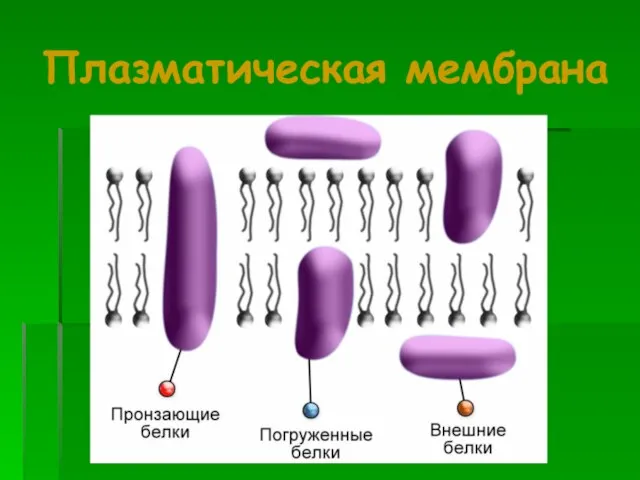 Плазматическая мембрана