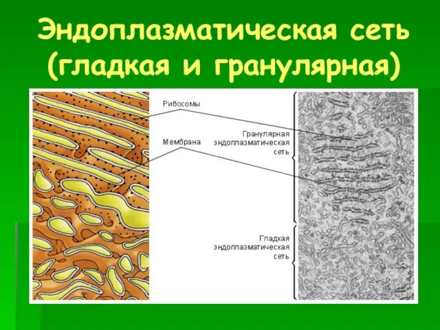 Эндоплазматическая сеть (гладкая и гранулярная)