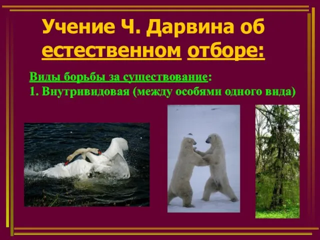 Учение Ч. Дарвина об естественном отборе: Виды борьбы за существование: 1. Внутривидовая (между особями одного вида)