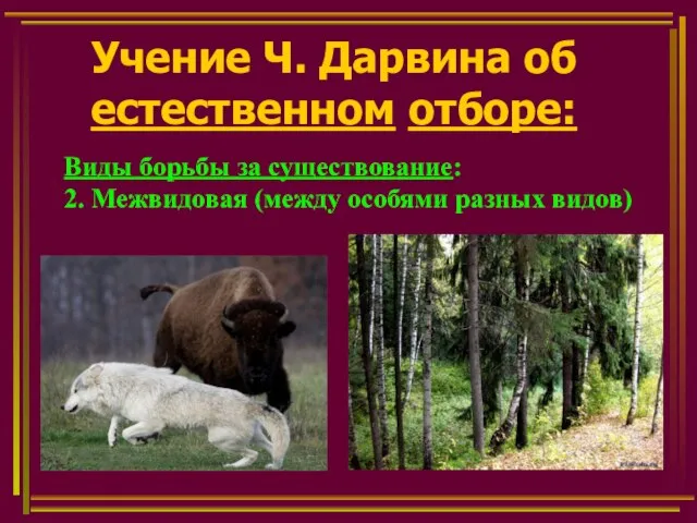 Учение Ч. Дарвина об естественном отборе: Виды борьбы за существование: 2. Межвидовая (между особями разных видов)