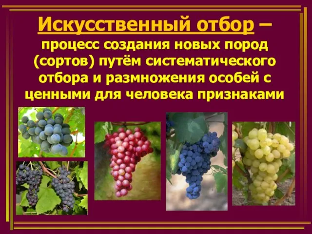 Искусственный отбор – процесс создания новых пород (сортов) путём систематического отбора