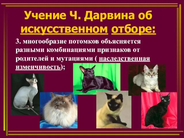 Учение Ч. Дарвина об искусственном отборе: 3. многообразие потомков объясняется разными