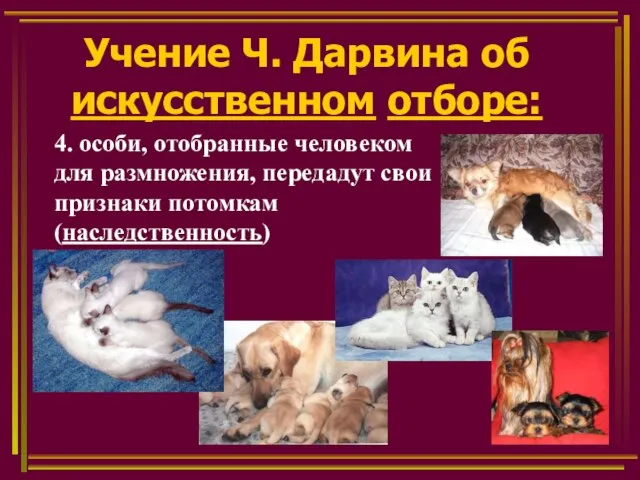 Учение Ч. Дарвина об искусственном отборе: 4. особи, отобранные человеком для