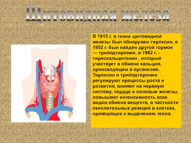 В 1915 г. в ткани щитовидной железы был обнаружен тироксин, в