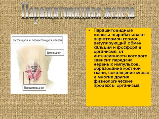 Паращитовидные железы вырабатывают паратгормон гормон, регулирующий обмен кальция и фосфора в