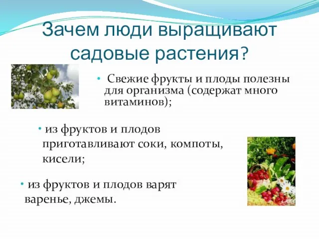 Зачем люди выращивают садовые растения? Свежие фрукты и плоды полезны для