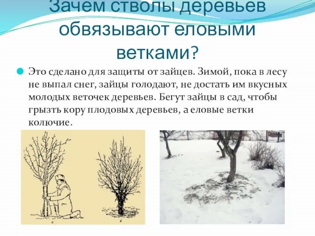 Зачем стволы деревьев обвязывают еловыми ветками? Это сделано для защиты от