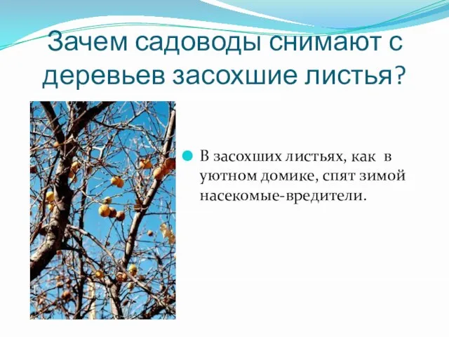 Зачем садоводы снимают с деревьев засохшие листья? В засохших листьях, как