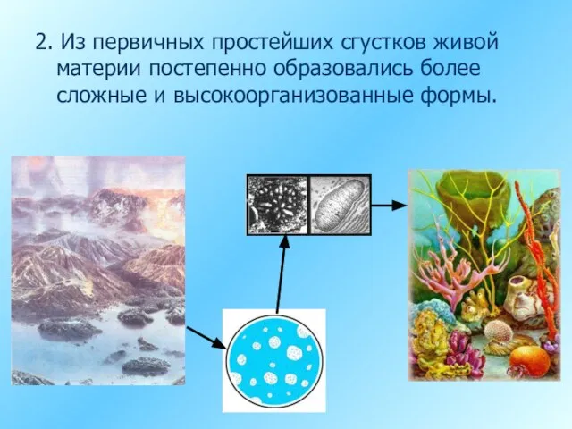 2. Из первичных простейших сгустков живой материи постепенно образовались более сложные и высокоорганизованные формы.