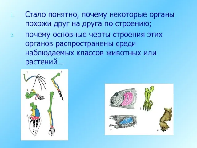 Стало понятно, почему некоторые органы похожи друг на друга по строению;