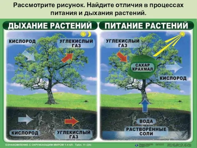 Рассмотрите рисунок. Найдите отличия в процессах питания и дыхания растений.