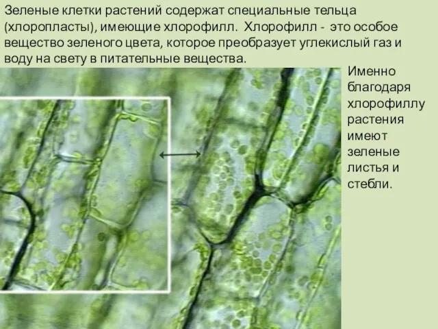 Зеленые клетки растений содержат специальные тельца (хлоропласты), имеющие хлорофилл. Хлорофилл -