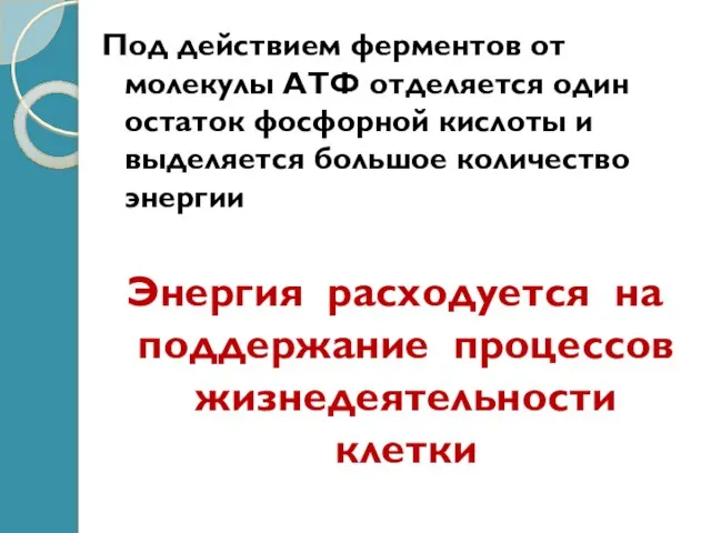 Под действием ферментов от молекулы АТФ отделяется один остаток фосфорной кислоты