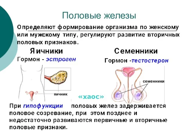 «хаос» Половые железы