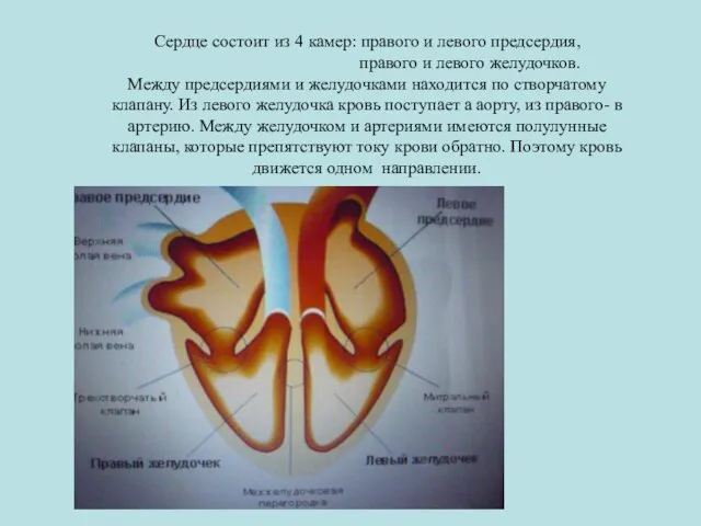 Сердце состоит из 4 камер: правого и левого предсердия, правого и