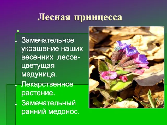 Лесная принцесса Замечательное украшение наших весенних лесов- цветущая медуница. Лекарственное растение.