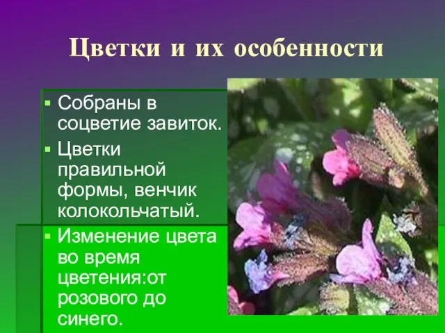 Цветки и их особенности Собраны в соцветие завиток. Цветки правильной формы,