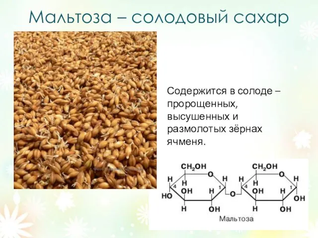 Мальтоза – солодовый сахар Содержится в солоде – пророщенных, высушенных и размолотых зёрнах ячменя.