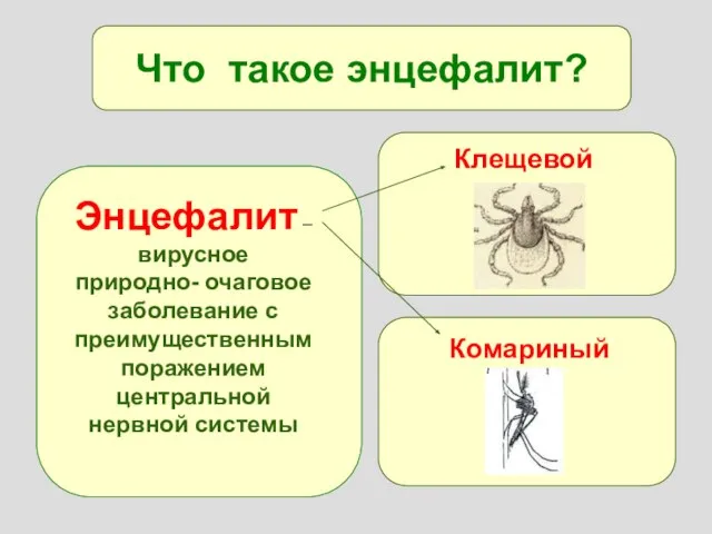 Что такое энцефалит? Энцефалит – вирусное природно- очаговое заболевание с преимущественным