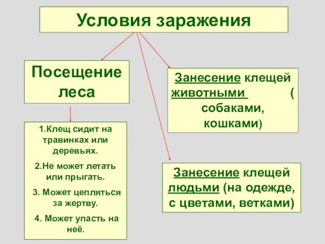 Условия заражения Посещение леса 1.Клещ сидит на травинках или деревьях. 2.Не