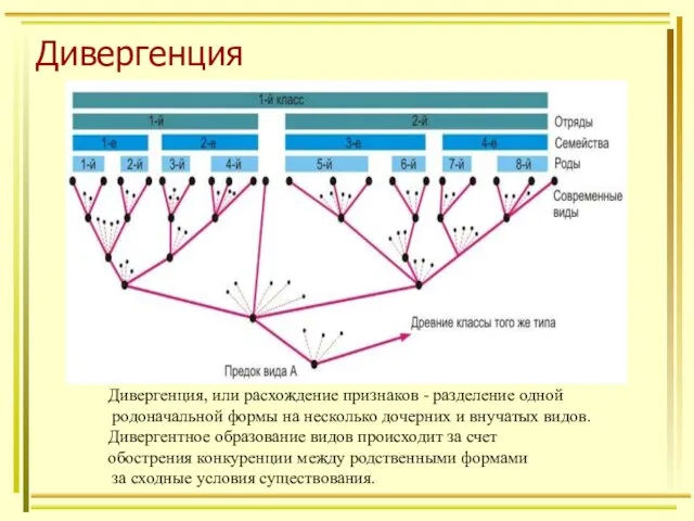 Дивергенция Дивергенция, или расхождение признаков - разделение одной родоначальной формы на