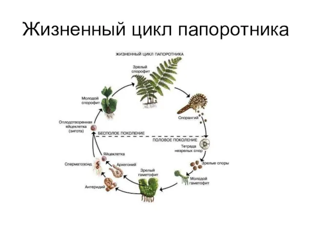 Жизненный цикл папоротника