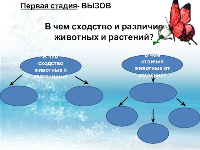 В чем сходство животных с растениями? В чем отличие животных от