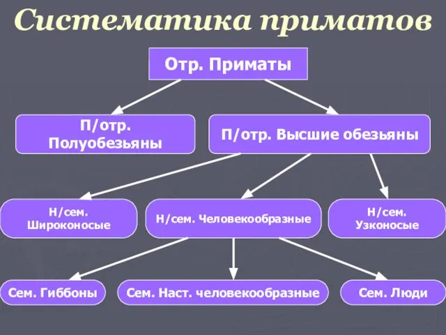 Систематика приматов Отр. Приматы П/отр. Полуобезьяны П/отр. Высшие обезьяны Н/сем. Широконосые