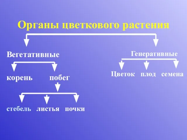 Органы цветкового растения Вегетативные корень побег стебель листья почки Генеративные Цветок плод семена