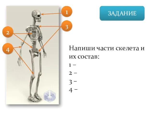 ЗАДАНИЕ Напиши части скелета и их состав: 1 – 2 –