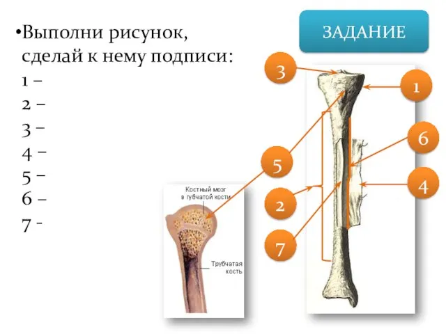 ЗАДАНИЕ Выполни рисунок, сделай к нему подписи: 1 – 2 –