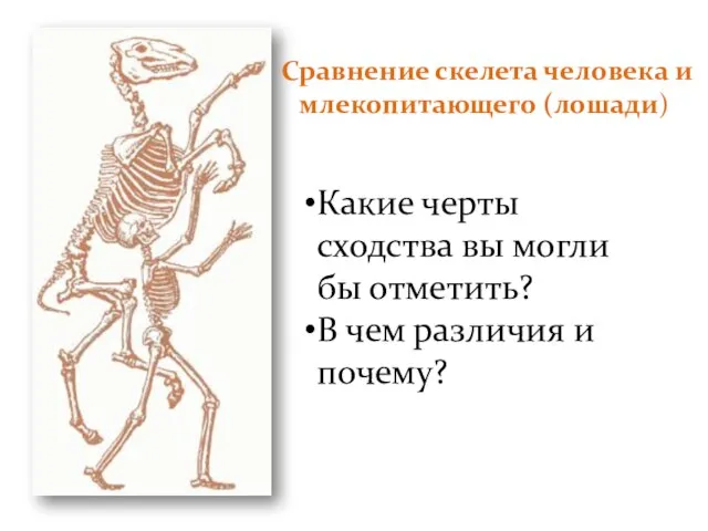 Сравнение скелета человека и млекопитающего (лошади) Какие черты сходства вы могли