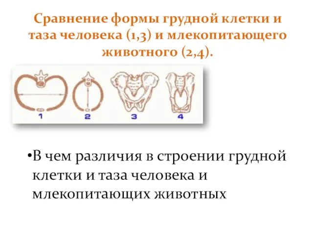 Сравнение формы грудной клетки и таза человека (1,3) и млекопитающего животного