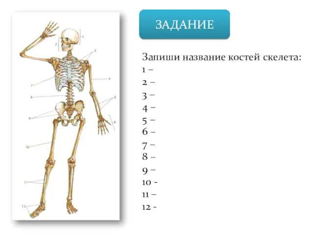 ЗАДАНИЕ Запиши название костей скелета: 1 – 2 – 3 –