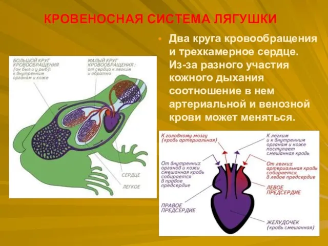 Два круга кровообращения и трехкамерное сердце. Из-за разного участия кожного дыхания