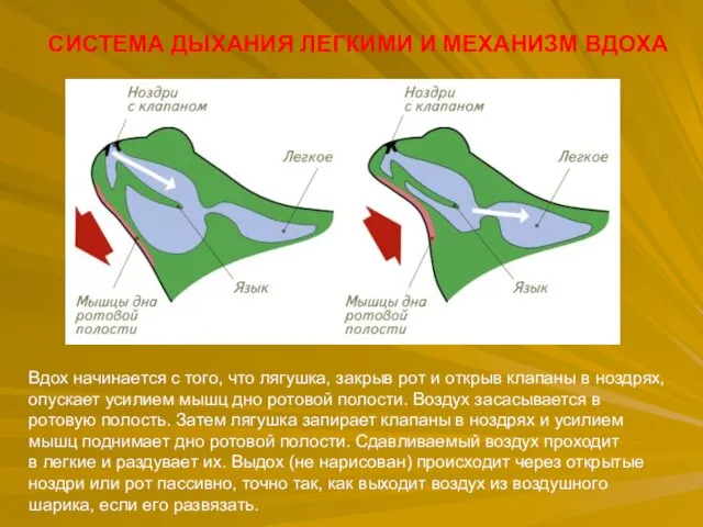 СИСТЕМА ДЫХАНИЯ ЛЕГКИМИ И МЕХАНИЗМ ВДОХА Вдох начинается с того, что