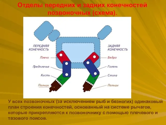 Отделы передних и задних конечностей позвоночных (схема). У всех позвоночных (за