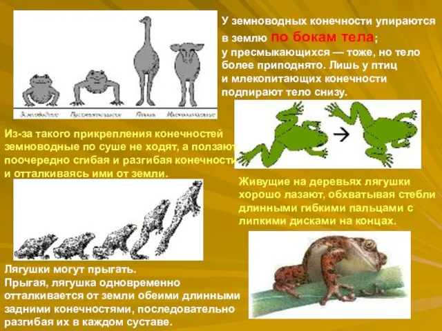 У земноводных конечности упираются в землю по бокам тела; у пресмыкающихся